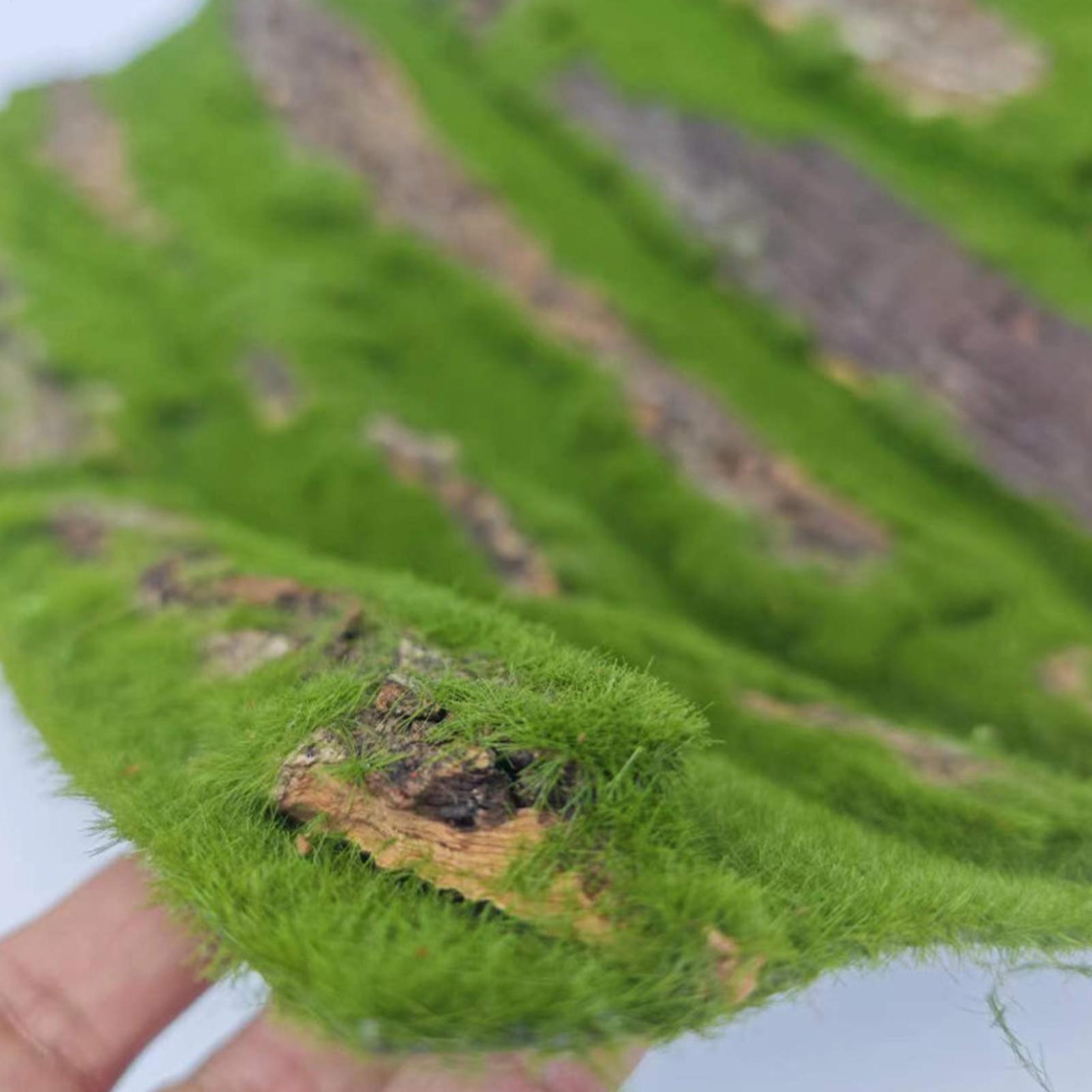Terrarium Moss Art - Reptile Terrarium Background Decoration Climbing Tree