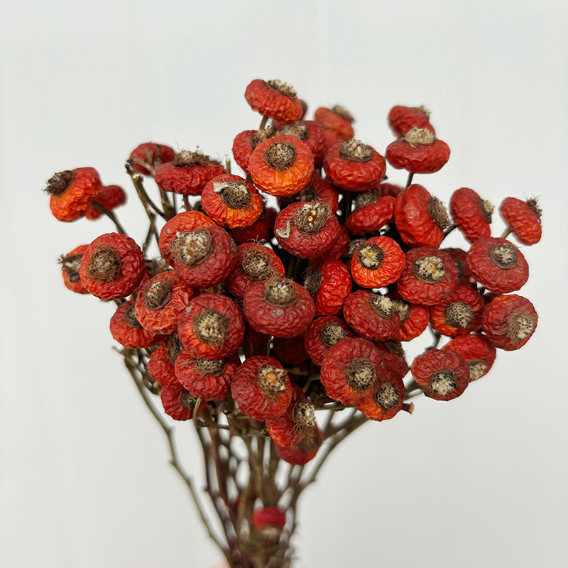 10pcs/Bunch Dried Rose Hip Ber - đánh giá và giá Dried Flower Bulk