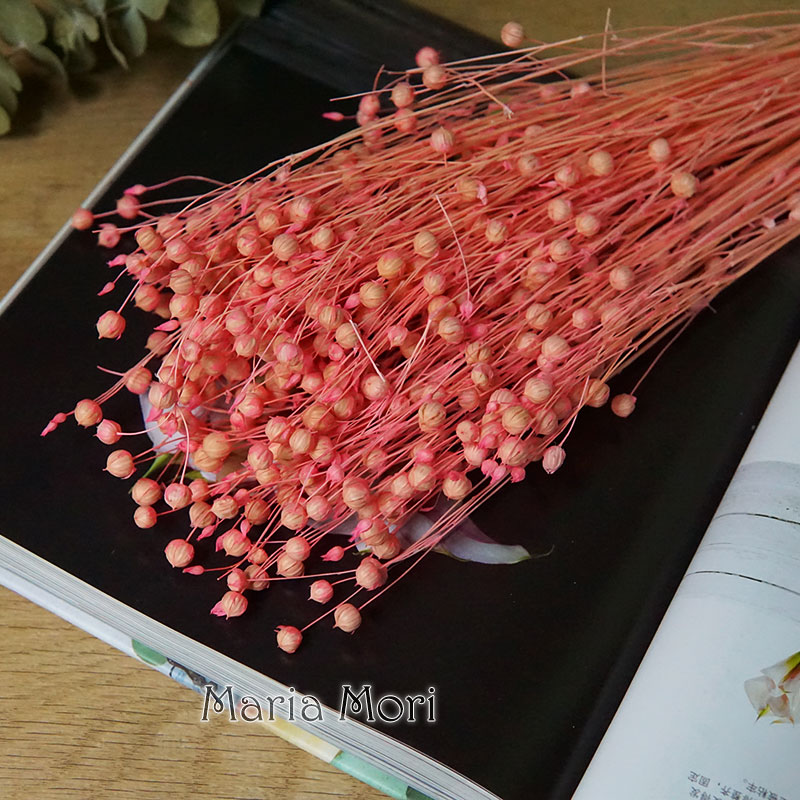 35g/Preserved Ormosia Hosiei N - đánh giá và giá Dried Flower Bulk