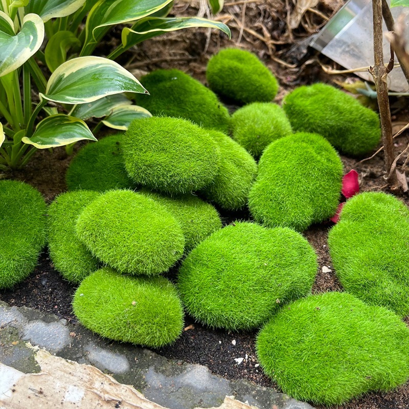 5/30pcs Simulation Moss Stone  - đánh giá và giá Terrarium Moss Art