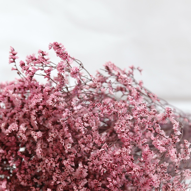 Natural Fresh Dried Preserved  - đánh giá và giá Dried Flower Bulk