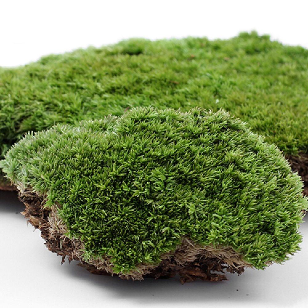 Artificial Green Grass Moss Pl - đánh giá và giá Terrarium Moss Art