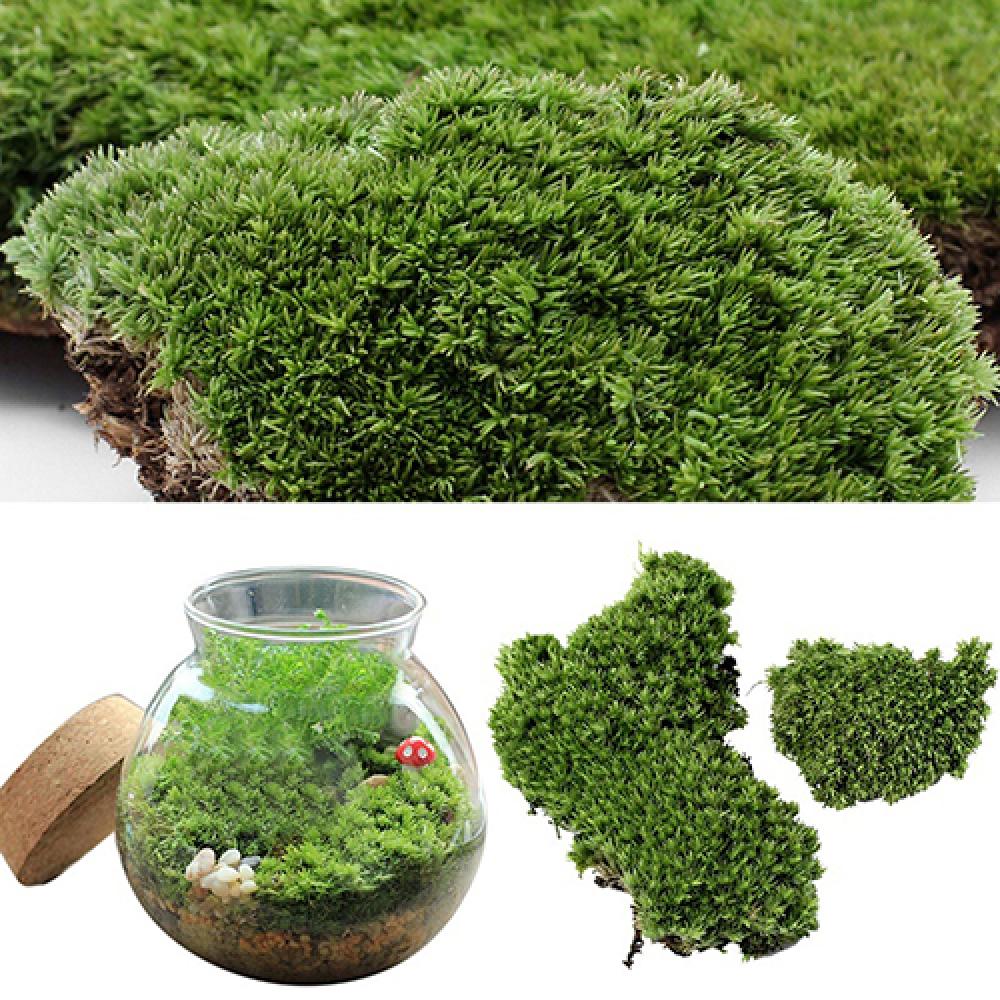 Artificial Green Grass Moss Pl - đánh giá và giá Terrarium Moss Art