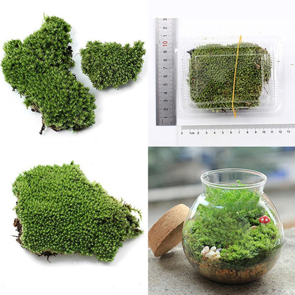 Artificial Green Grass Moss Pl - đánh giá và giá Terrarium Moss Art