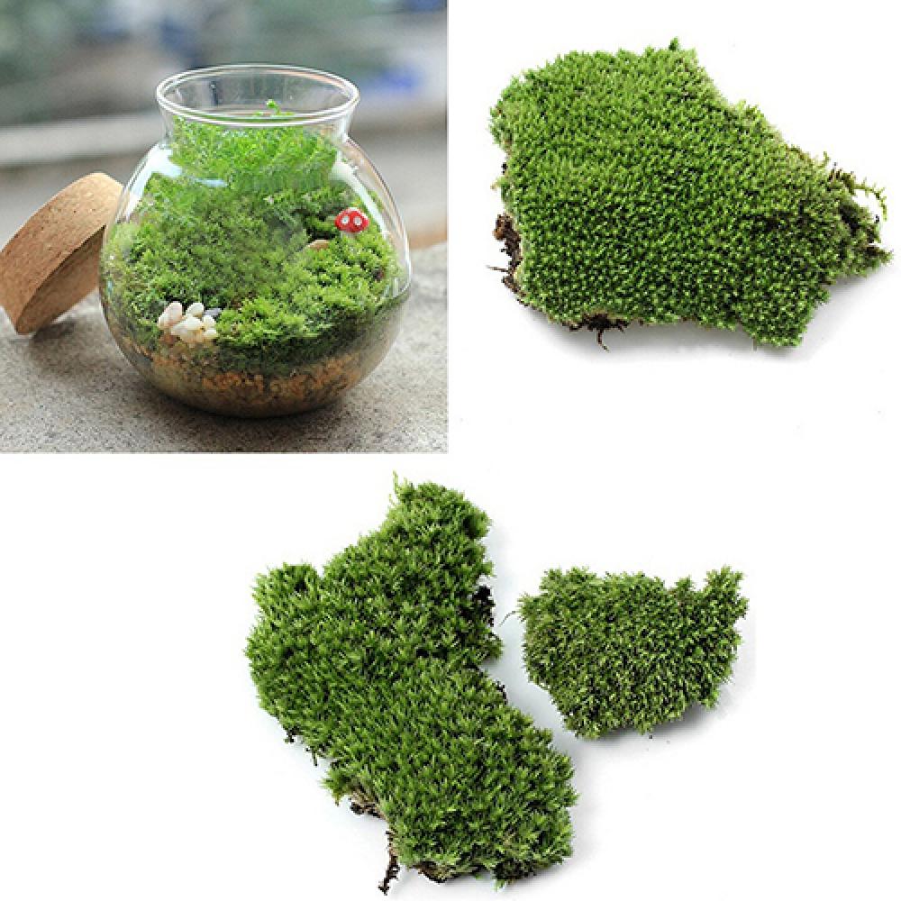 Artificial Green Grass Moss Pl - đánh giá và giá Terrarium Moss Art