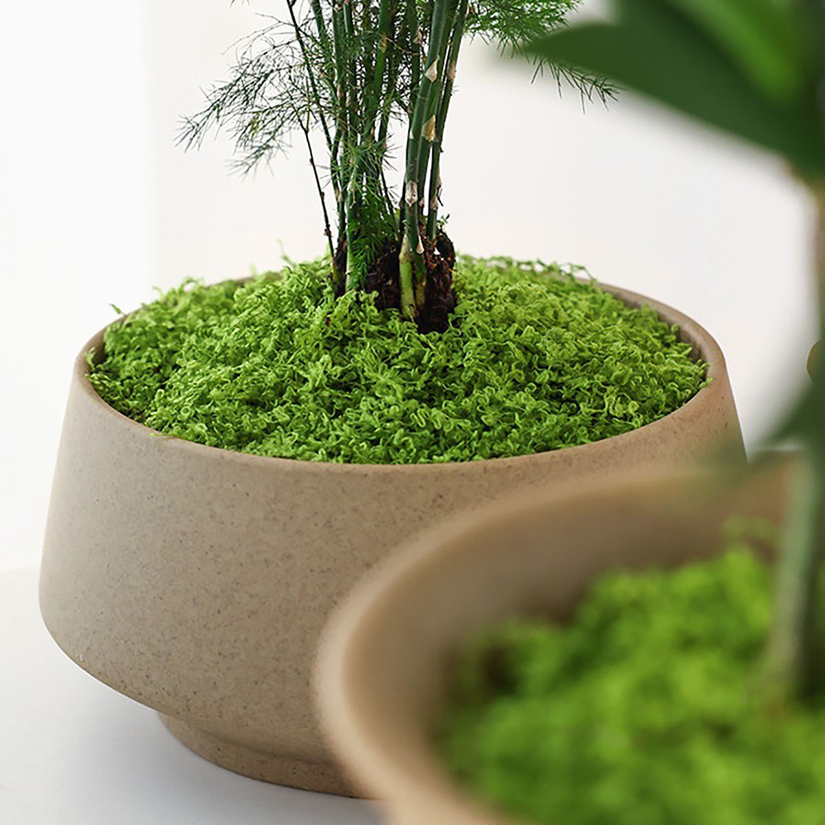 About 20g Artificial Green Pla - đánh giá và giá Terrarium Moss Art