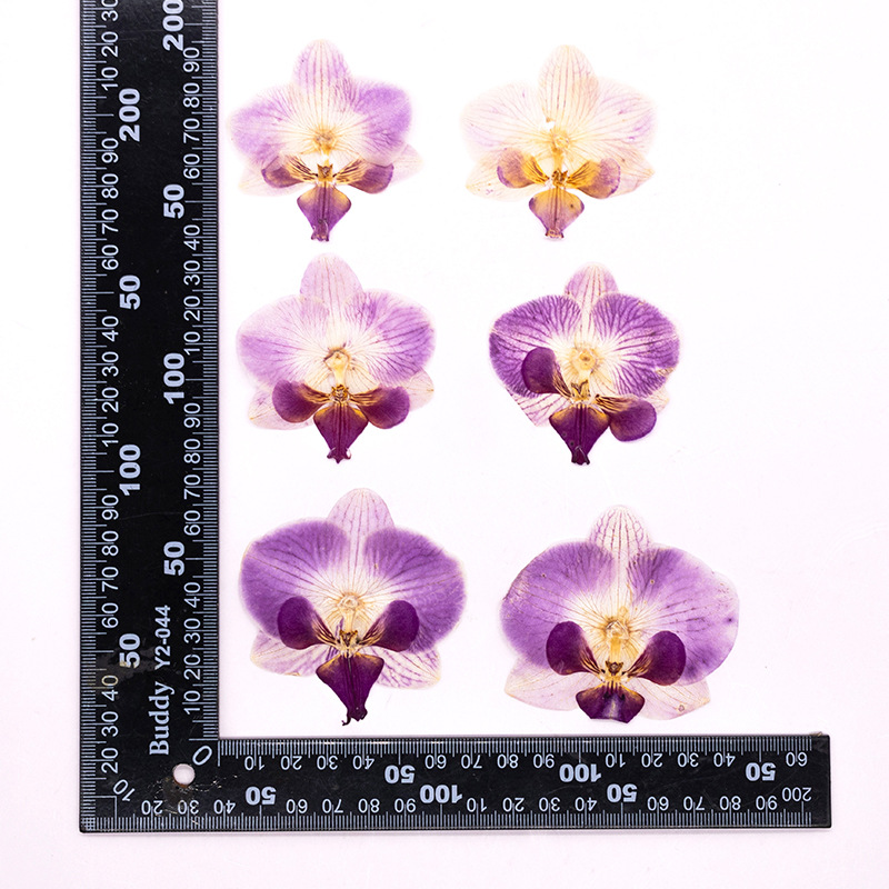 4 Pcs Pressed Dried Phalaenops - đánh giá và giá Dried Flower Bulk