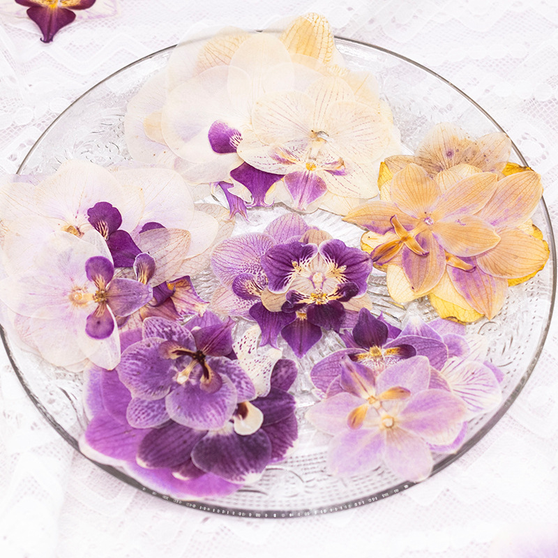 4 Pcs Pressed Dried Phalaenops - đánh giá và giá Dried Flower Bulk