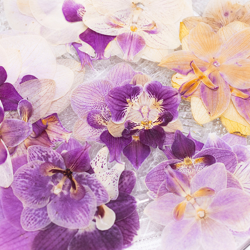 4 Pcs Pressed Dried Phalaenops - đánh giá và giá Dried Flower Bulk