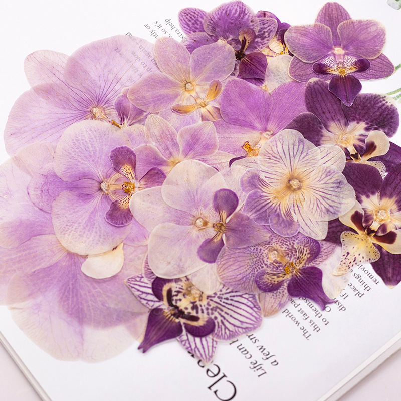 4 Pcs Pressed Dried Phalaenops - đánh giá và giá Dried Flower Bulk
