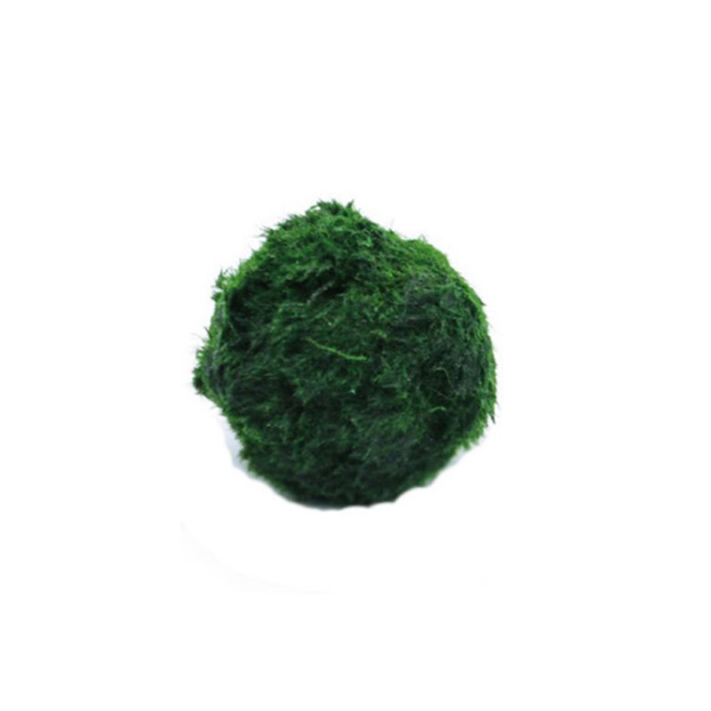 Marimo Moss Balls Live Aquariu - đánh giá và giá Terrarium Moss Art