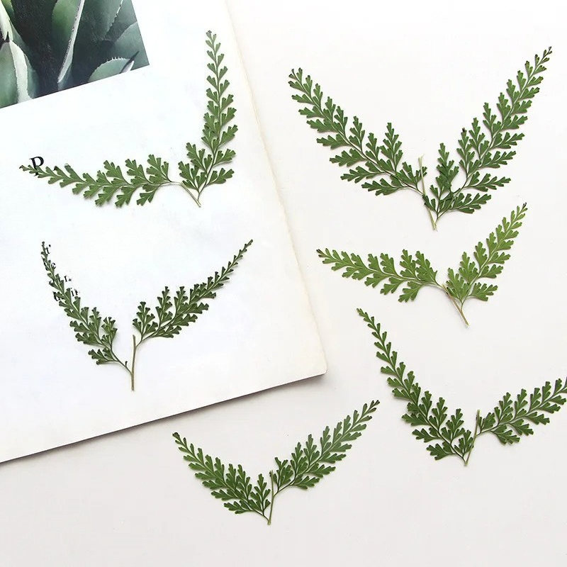 Nature Pressed Fern Branches,d - đánh giá và giá Dried Flower Bulk