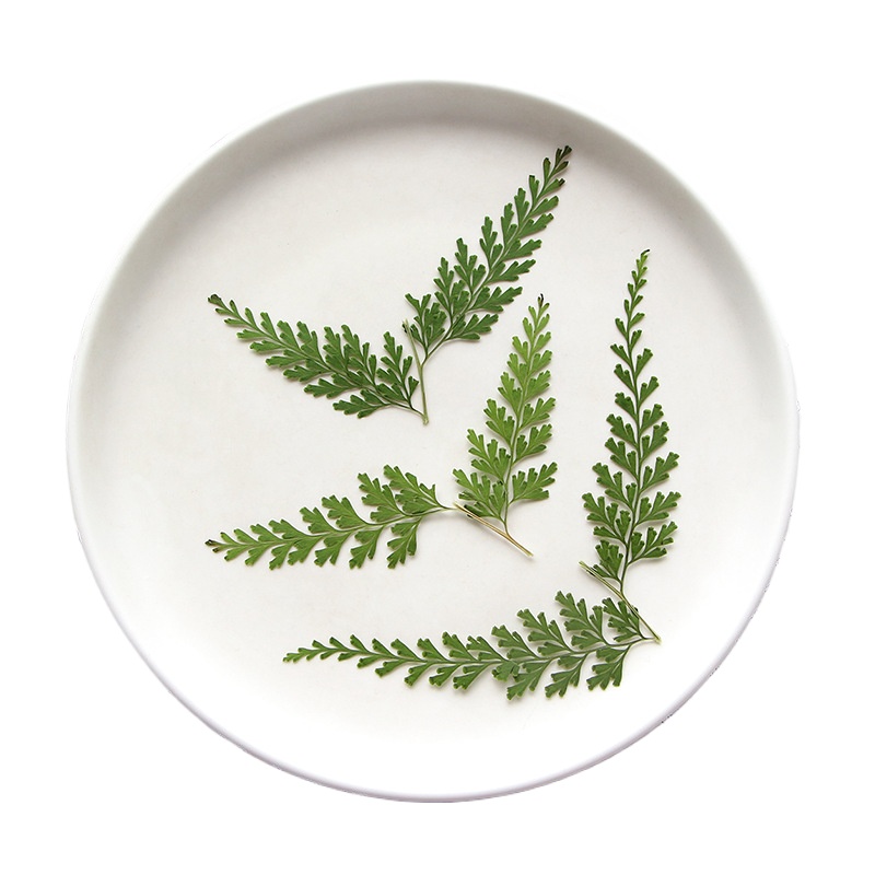 Nature Pressed Fern Branches,d - đánh giá và giá Dried Flower Bulk