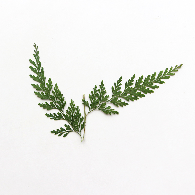 Nature Pressed Fern Branches,d - đánh giá và giá Dried Flower Bulk