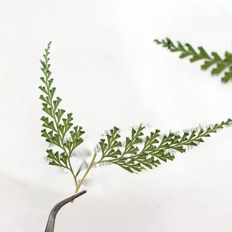Nature Pressed Fern Branches,d - đánh giá và giá Dried Flower Bulk